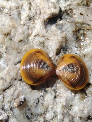 Corbicula largillierti