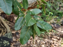 Ficus ingens