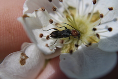 Molorchus bimaculatus corni