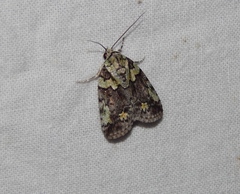 Blenina squamifera