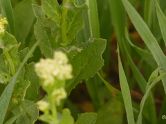 Lepidium draba
