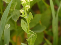 Lepidium draba