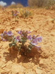 Penstemon bracteatus