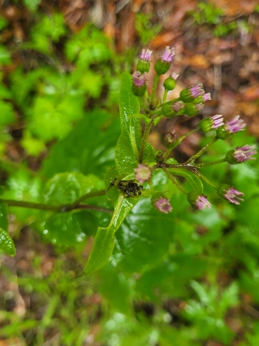 Pericallis steetzii image