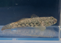 Bathygobius curacao