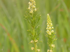 Reseda lutea