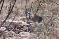 Amphispiza bilineata