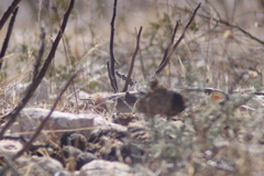 Amphispiza bilineata