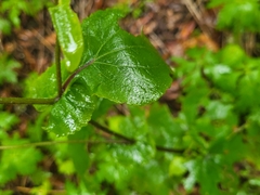 Pericallis steetzii image