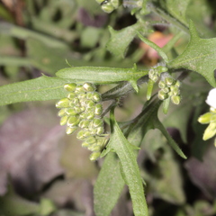 Arabidopsis arenosa arenosa