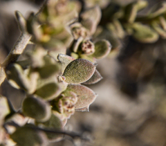 Krameria cistoidea