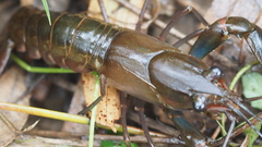 Cherax dispar
