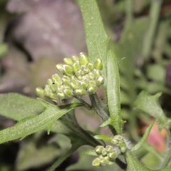 Arabidopsis arenosa arenosa