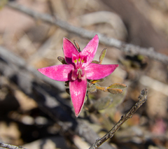 Krameria cistoidea