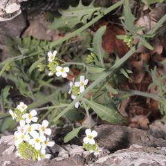 Arabidopsis arenosa arenosa