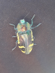 Hypoprasis elegans