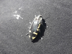 Hypoprasis elegans