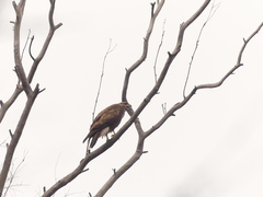Buteo buteo