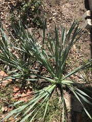 Liliopsida