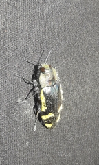 Hypoprasis elegans