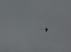 Aerodramus francicus
