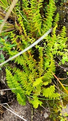 Woodsiaceae