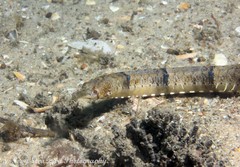 Filicampus tigris
