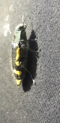 Hypoprasis elegans