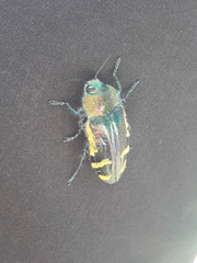 Hypoprasis elegans