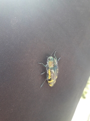 Hypoprasis elegans