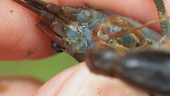 Cherax dispar