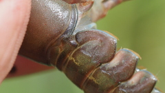 Cherax dispar