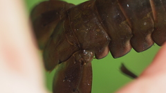 Cherax dispar