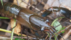 Cherax dispar