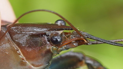 Cherax dispar