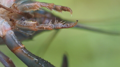 Cherax dispar
