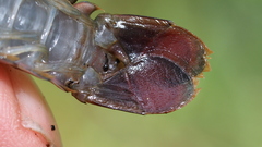 Cherax dispar