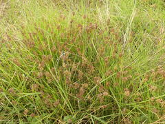 Juncus maritimus