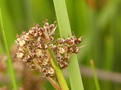 Juncus maritimus