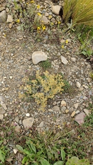 Achyrocline saturejoides