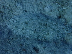 Pardachirus pavoninus