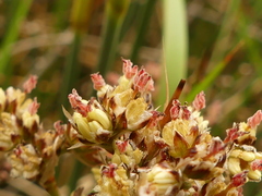 Juncus maritimus