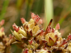 Juncus maritimus