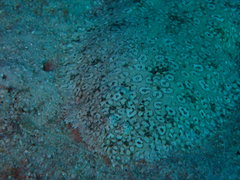 Pardachirus pavoninus