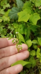 Cardamine oligosperma