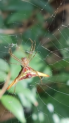 Micrathena militaris