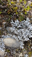 Psiloparmelia distincta