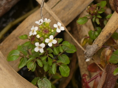 Nasturtium officinale
