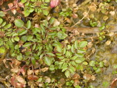 Nasturtium officinale