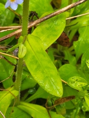 Myosotis latifolia image